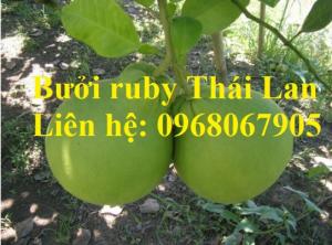 Cung cấp giống bưởi ruby, bưởi Thái Lan chất lượng cao