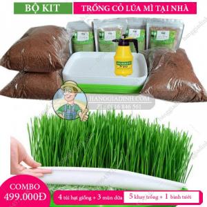 Bộ KIT trồng cỏ lúa mi hữu cơ tại nhà giá rẻ