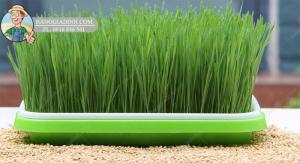 Bộ KIT trồng cỏ lúa mi hữu cơ tại nhà giá rẻ