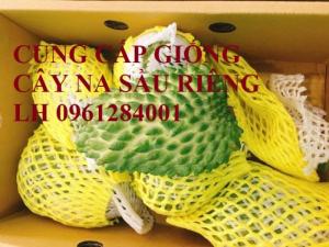 Cây giống na sầu riêng, na dứa Đài Loan, mãng cầu vị sầu riêng, chất lượng