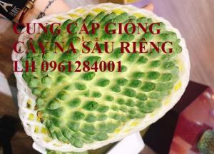 Cây giống na sầu riêng, na dứa Đài Loan, mãng cầu vị sầu riêng, chất lượng