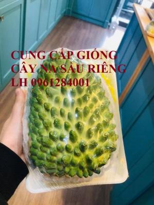 Cây giống na sầu riêng, na dứa Đài Loan, mãng cầu vị sầu riêng, chất lượng