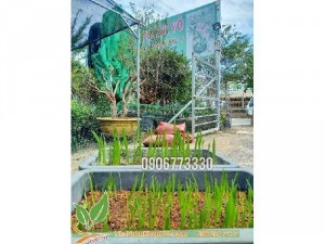Hạt giống chà là
