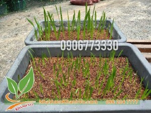 Hạt giống chà là