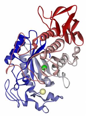 Cung cấp enzyme Amylase hỗ trợ tiêu hóa