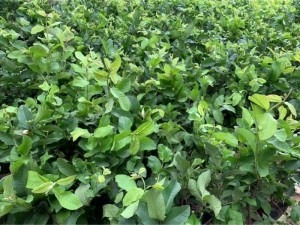 Cây ổi Lê đài Loan.