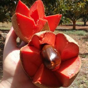 Cây Hồng Xiêm Ruôt Đỏ Khổng Lồ ( giống cây ăn quả độc và lạ )