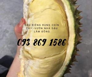 Sầu riêng rụng chín cây bao ăn TpHCM vườn nhà Dậu -0938691586