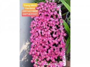 Cây Huệ Mưa