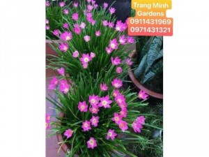 Cây Huệ Mưa