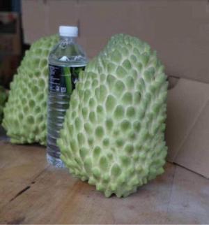 Cây na sầu riêng