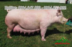 Bổ sung Canxi cho gia súc, gia cầm bằng Đá vôi CaCO3