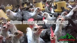 Bổ sung Canxi cho gia súc, gia cầm bằng Đá vôi CaCO3