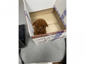 Chó poodle teacup cái nâu đỏ 3 tháng tuổi tiêm phòng và tẩy giun định kì