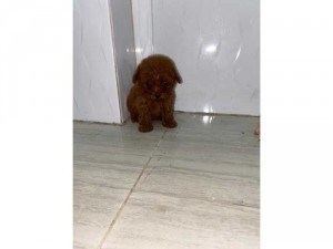 Chó poodle teacup cái nâu đỏ 3 tháng tuổi tiêm phòng và tẩy giun định kì