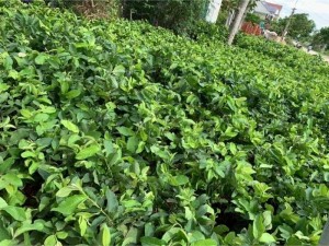 Cây giống giá tốt