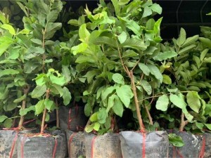 Cây giống giá tốt