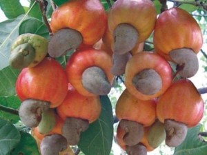 Điều rang muối Bình Phước loại 240