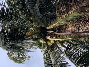 Cần bán dừa tươi tại vườn