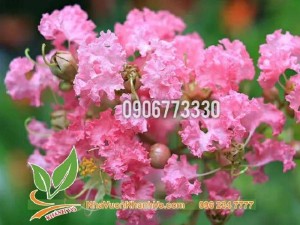Tường Vi lục bình