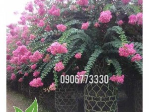 Tường Vi lục bình