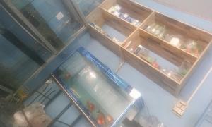 Bán lại hồ cá kiểng
