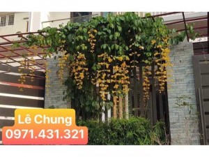 Cây lan hoàng dương