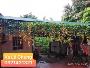 Cây lan hoàng dương