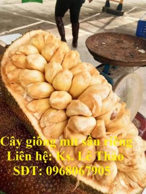 Giống Mít Sầu Riêng, Bán Giống Mít Sầu Riêng Chuẩn 100%, F1. Hàng Cam Kết Giấ