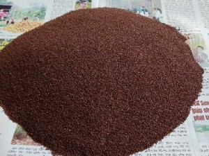 Hạt giống Hương nhu trắng
