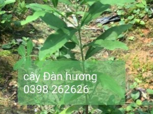 Bán hạt giống cây đàn hương trắng