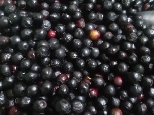 Bán hạt giống cây đàn hương trắng