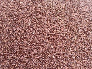 Bán hạt giống Hương như trắng