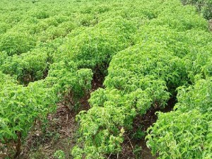 Bán hạt giống Hương như trắng