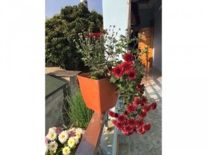 Cây giống Cúc cổ Sơn La
