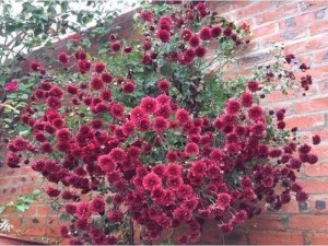 Cây giống Cúc cổ Sơn La