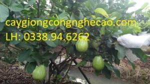 Cung cấp giống cây: Ổi Lê Đài Loan