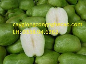 Cung cấp giống cây: Ổi Lê Đài Loan