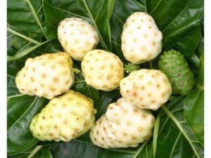 NƯỚC CỐT NHÀU NONI ISITO (500ml/lọ)