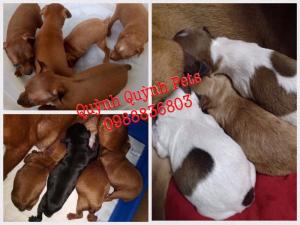 Phối Giống Fox Hươu Thuần Chủng