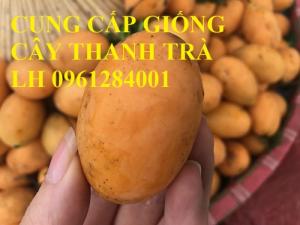 Cung cấp giống cây thanh trà, thanh trà ngọt, thanh trà Thái Lan, uy tín