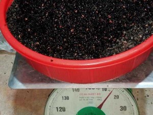 Bán hạt giống cây mỡ