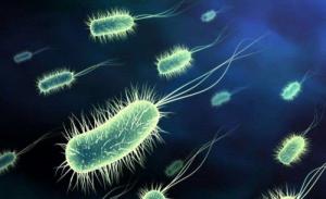 Cung cấp men Bacillus subtilis hỗ trợ tiêu hóa