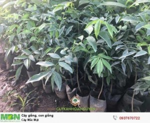 Cây Mắc Mật