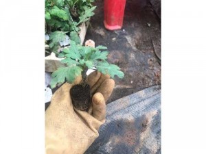 Cây giống cúc khổng tước đủ màu