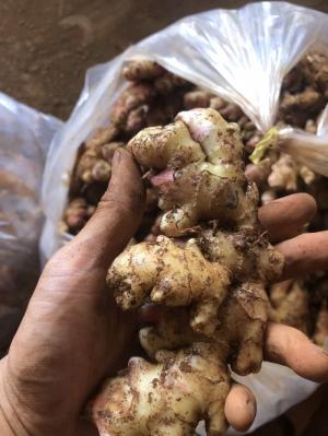 Bán gừng sẻ đất đỏ ruột vàng khu vực Tây Nguyê