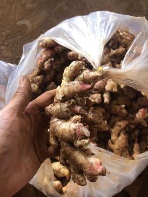 Bán gừng sẻ đất đỏ ruột vàng khu vực Tây Nguyê