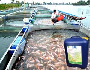 Chế phẩm sinh học EM gốc và ứng dụng trong nuôi trồng thủy sản