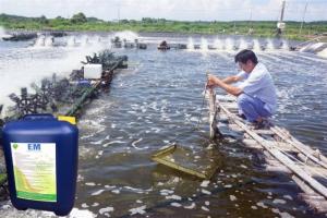 Chế phẩm sinh học EM gốc và ứng dụng trong nuôi trồng thủy sản