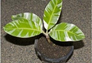 Cung cấp cây giống mít sầu riêng, giống cây mít tố nữ sầu riêng nhập khẩu chu